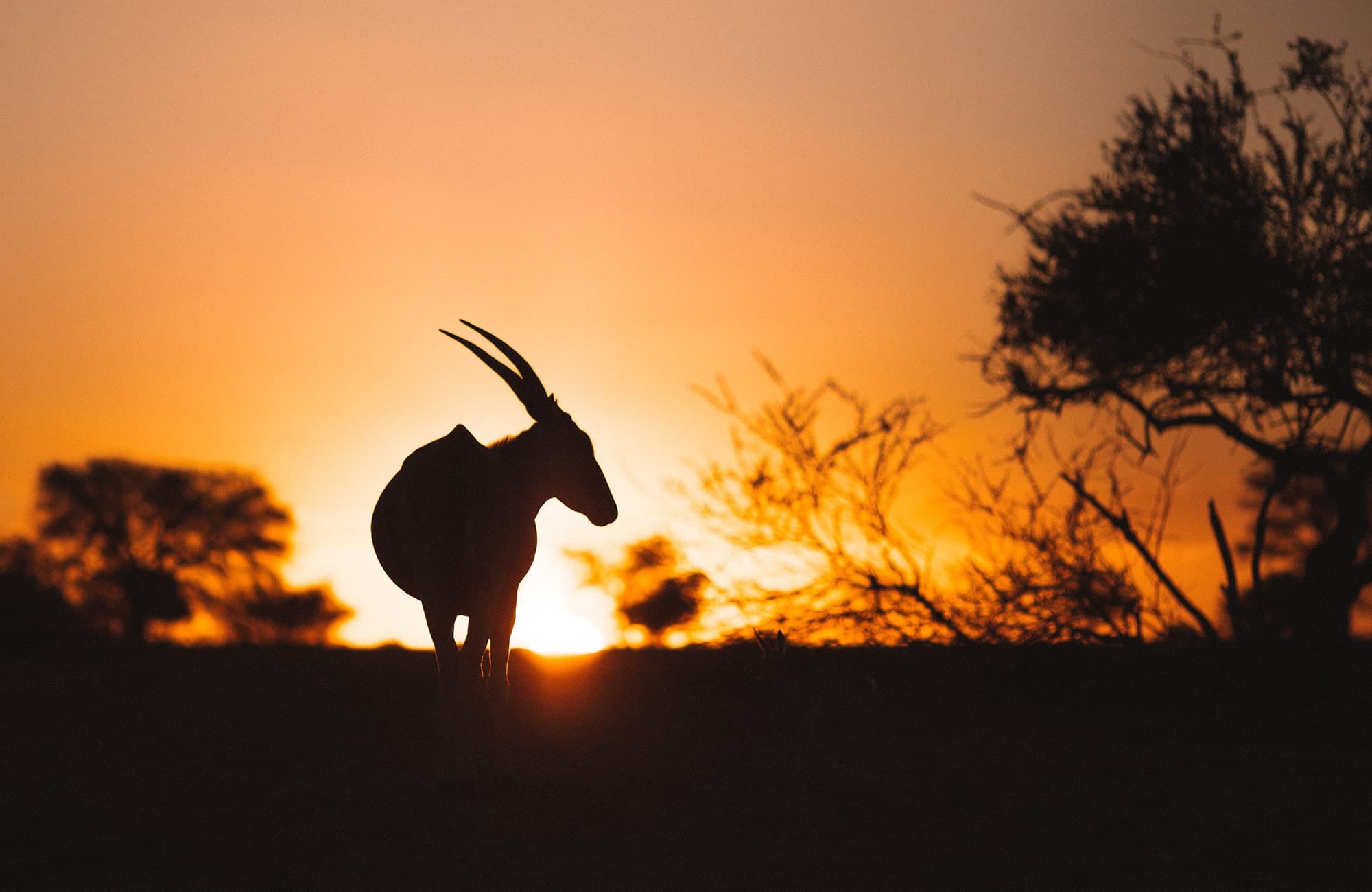 Eland